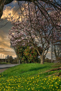 Cherry blossom tree in park