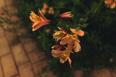 plant