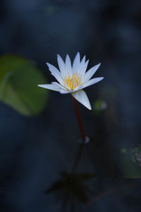 Close-up of water lily in pond