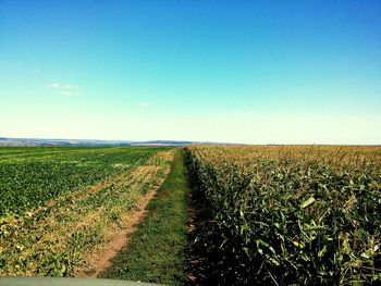 Scenic view of field against clear sky