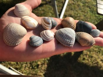 Close-up of hand holding shells