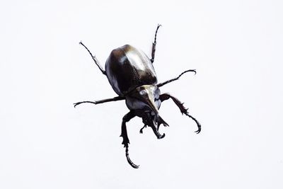 Close-up of insect on white background