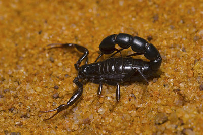 High angle view of black insect on land