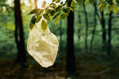 Plastic waste left in forest. concept of plastic pollution and irresponsibility for environment