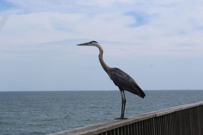 Side view of heron perching on railing by sea against sky