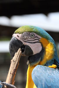 Close-up of macaw biting stick