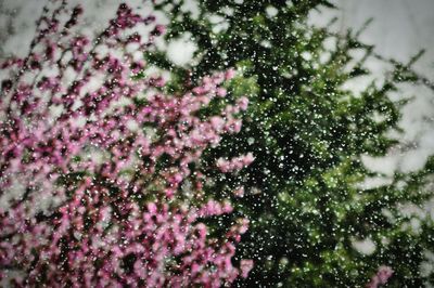 Close-up of pink flowers