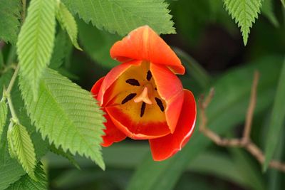 Close-up of orange flowering plant