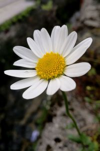 Close-up of white daisy