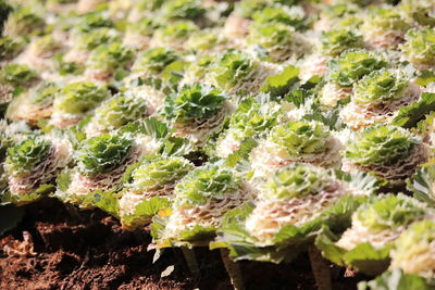 Full frame shot of plants