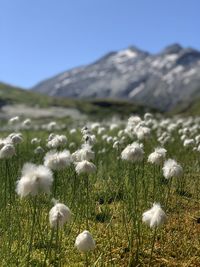 White flowering plants on field against sky