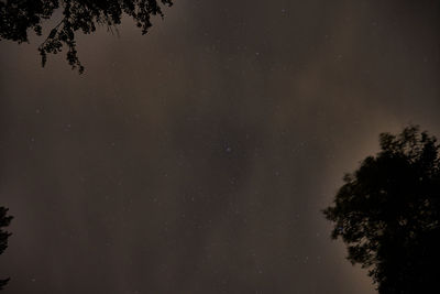 Low angle view of silhouette trees against sky at night