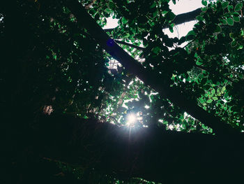 Low angle view of sunlight streaming through trees in forest