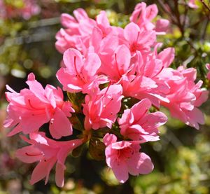 Close-up of pink flowers