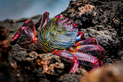 Crab macro walking on wet rocks