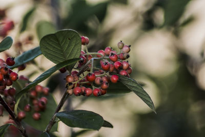 Close-up of red berries growing on tree