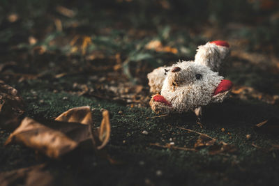 View of a bird on field