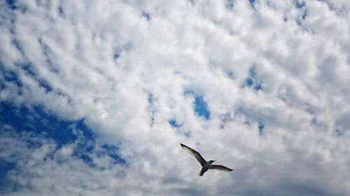 Low angle view of seagulls flying in sky