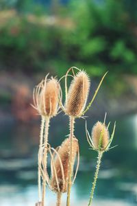 Close-up of plant