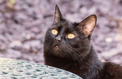 Close-up of alert cat