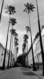 Low angle view of palm trees and buildings against sky