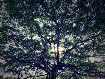 Low angle view of trees against sky
