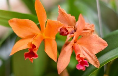 Close-up of orange day lily