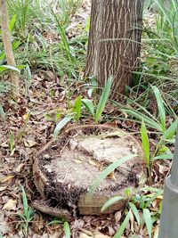 Close-up of tree trunk in forest