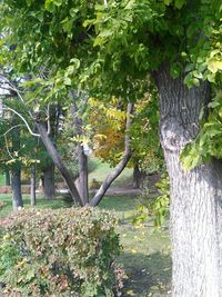 Trees growing in park