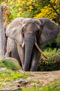 Elephant standing on field