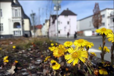 Close-up of yellow flowering plant against buildings