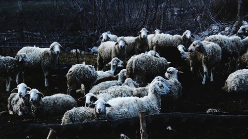sheep