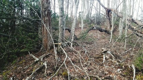 Bare tree in forest