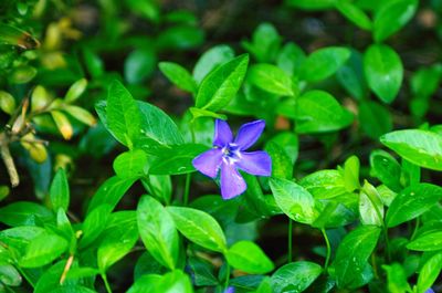 Close-up of purple iris blooming outdoors