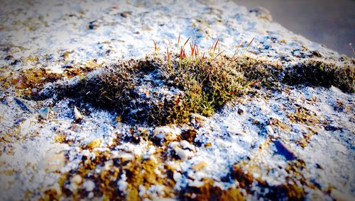 Close-up of rocks