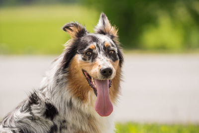 Portrait of dog on field