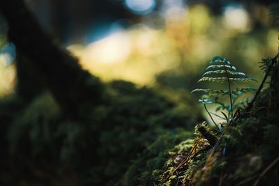 Close-up of mushroom growing on tree