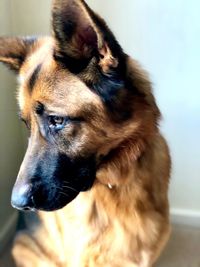 Close-up of dog looking away