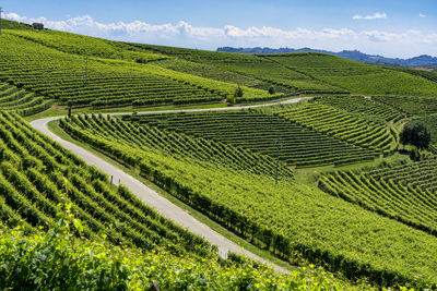 Scenic view of agricultural field against sky