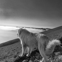 Dog standing in a mountain