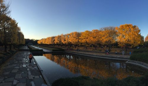 Autumnal trees against clear sky