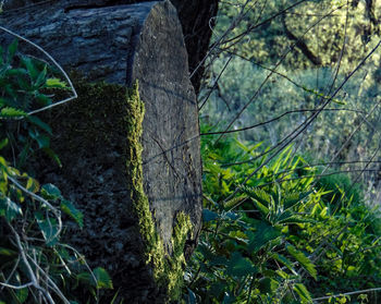 Close-up of moss growing on tree trunk in forest