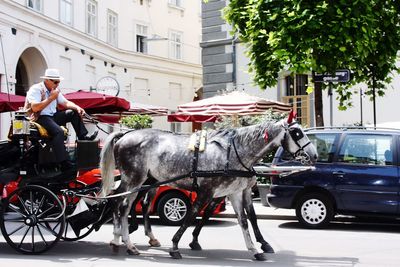 Horse cart in city