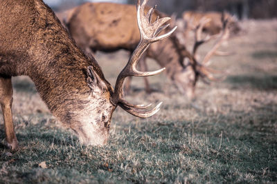 Deer in a field