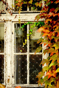 Close-up of plants in autumn