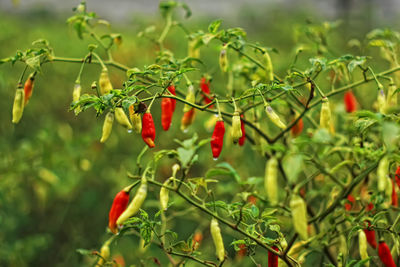 Close-up of chili peppers on plant