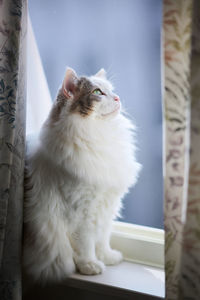 White cat sitting beside a window behind curtain looking outside