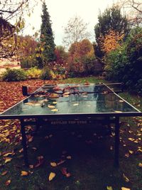 Autumn leaves in water