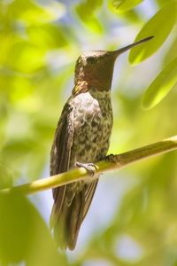 Bird perching on a branch