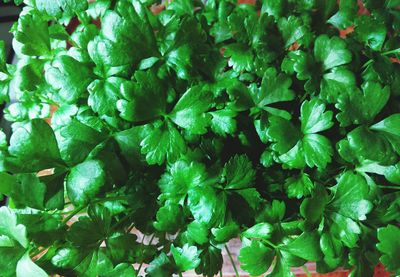 Full frame shot of green plant